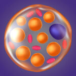 A cartoon illustration of brown fat, a cell with mitochondria.