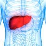 A blue skeleton with a red liver in the middle.